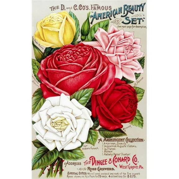 Posterazzi  Dingee & Conard Co. Rose Bulb & Seed Catalog From 19th Century Poster Print - 24 x 38 in. - Large