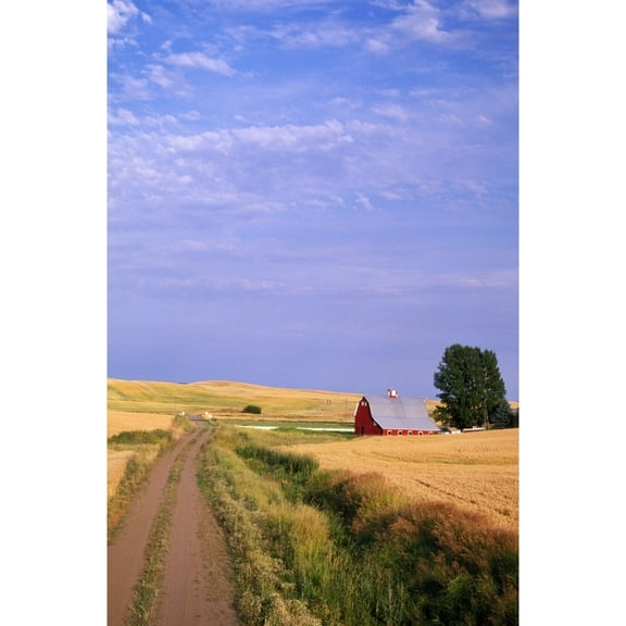 Posterazzi DPI1788467 Dirt Road Through Wheat Field Poster Print by Natural Selection Craig Tuttle, 12 x 18