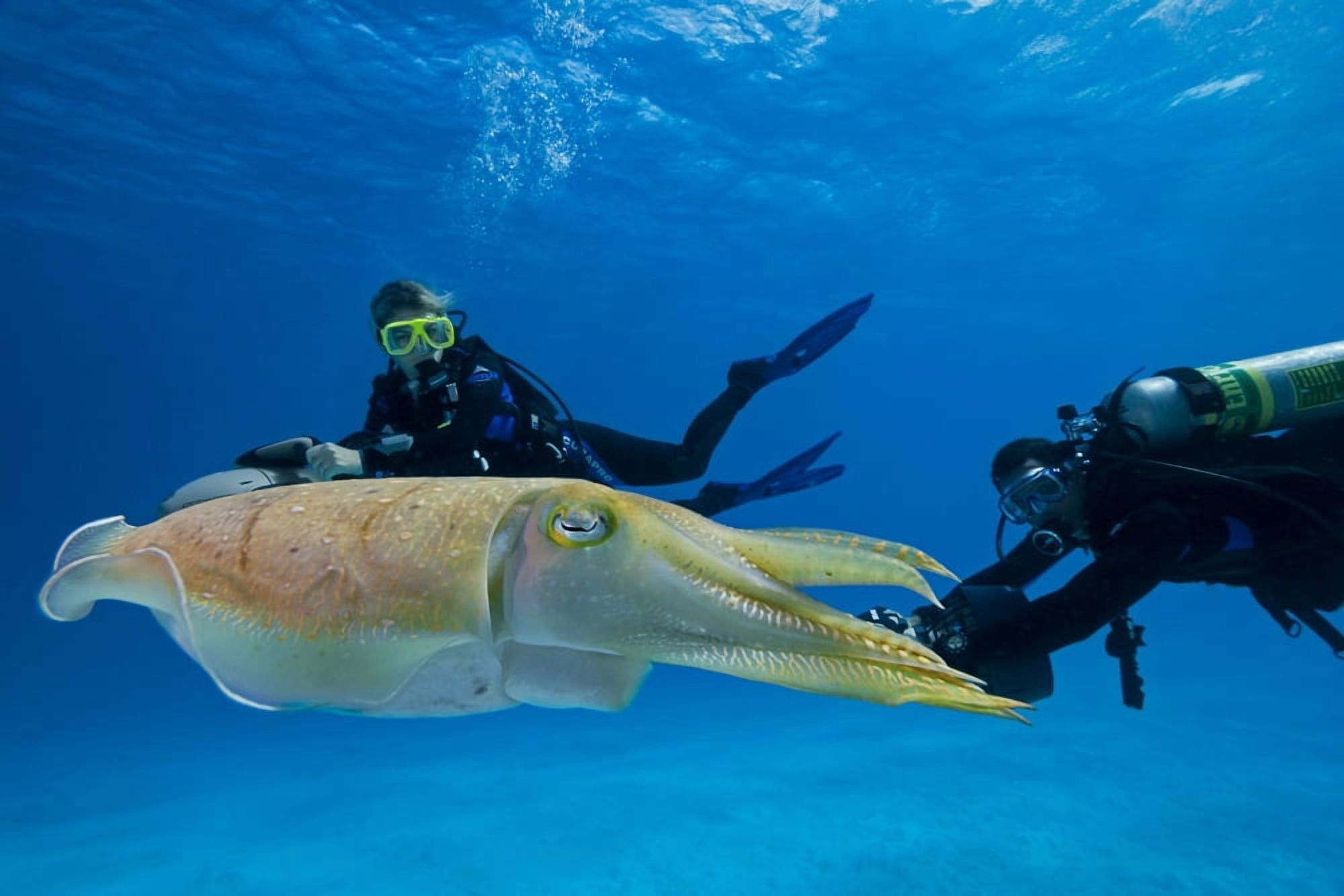 Posterazzi Divers on underwater scooters and a common cuttlefish (Sepia officinalis) Palau Micronesia Canvas Art - Dave Fleetham Design Pics (34 x 22)