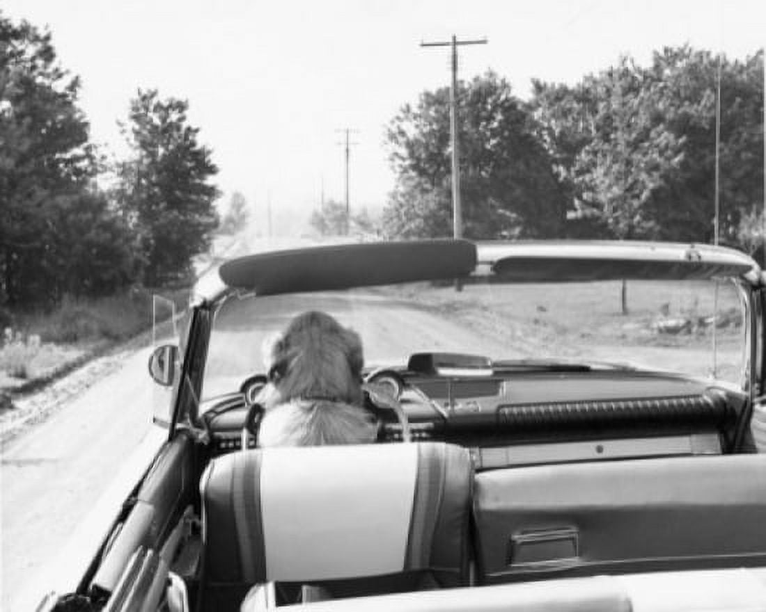 Posterazzi Dog driving a convertible car Canvas Art - (24 x 36)