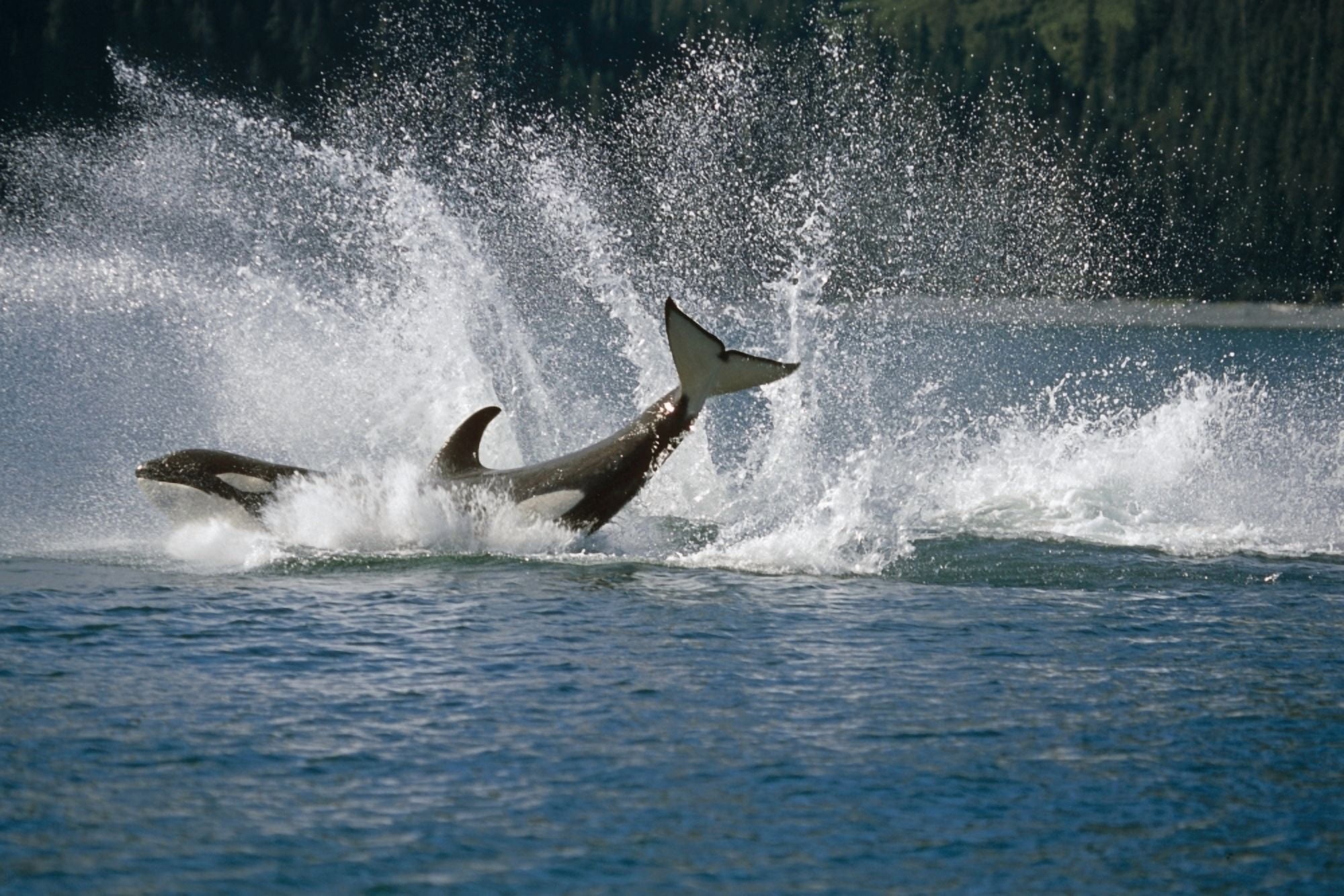 Posterazzi Double Breaching Orcas Bainbridge Passage Prince William Sound Alaska Summer Southcentral Canvas Art - Calvin Hall Design Pics (34 x 22)