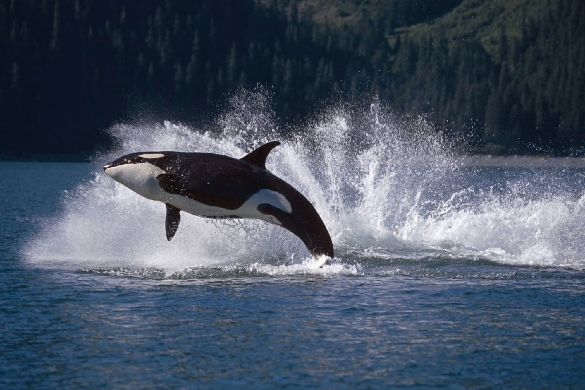 Posterazzi Double Breaching Orcas Bainbridge Passage Prince William Sound Alaska Summer Southcentral Canvas Art - Calvin Hall Design Pics (34 x 22)