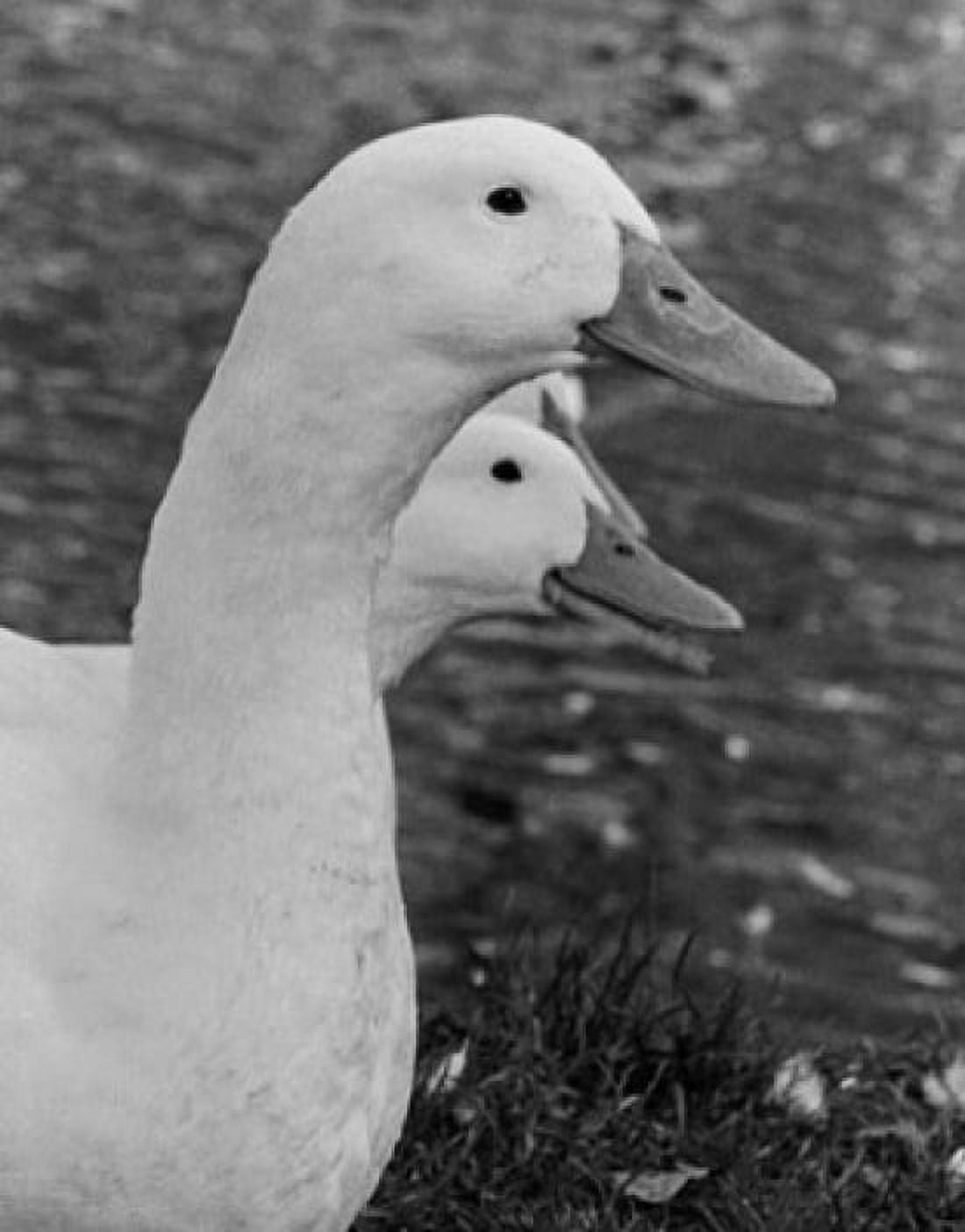 Posterazzi Ducks Canvas Art - (24 x 36)