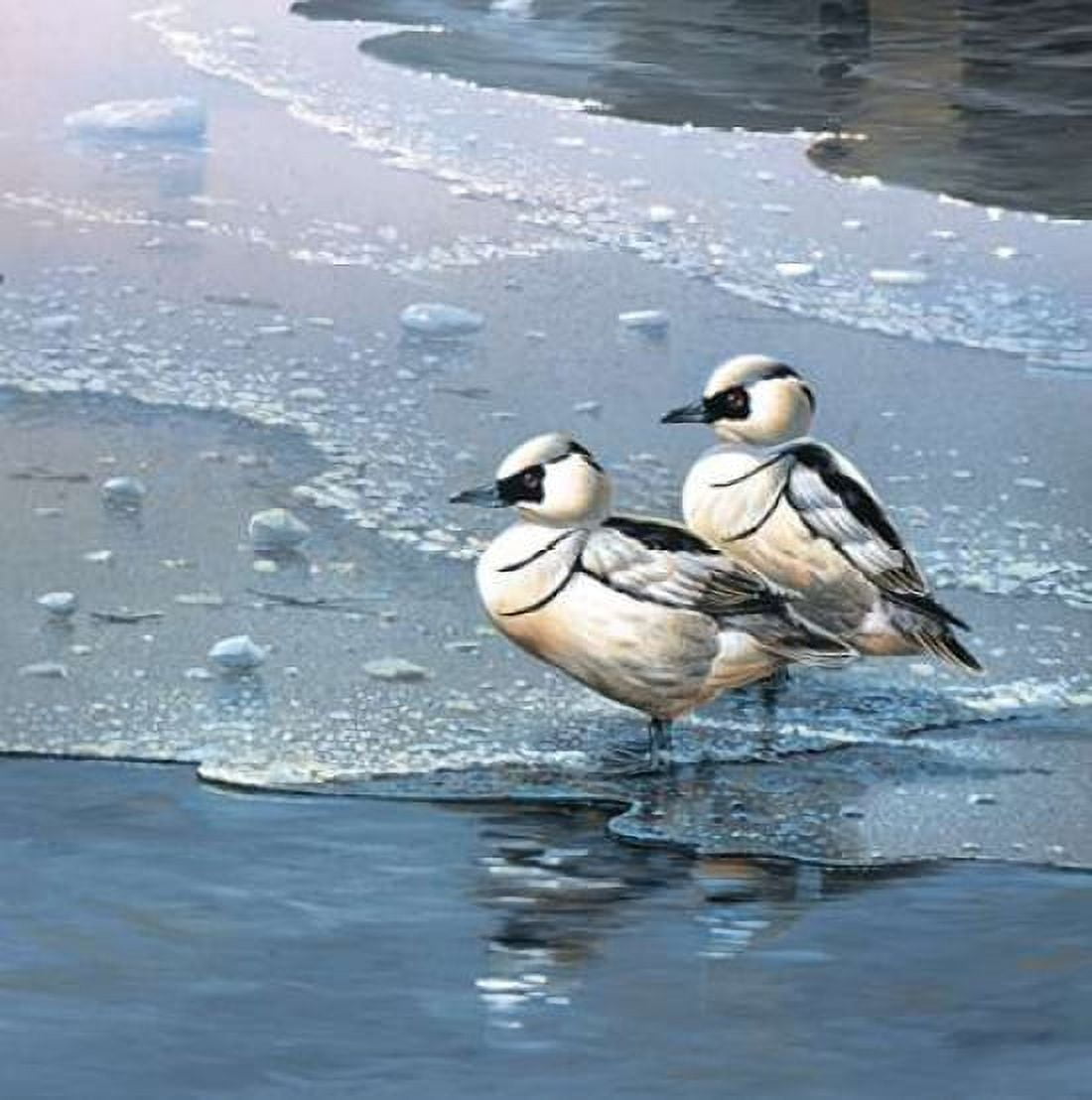 Posterazzi Ducks Canvas Art - Jan Weenink (24 x 24)