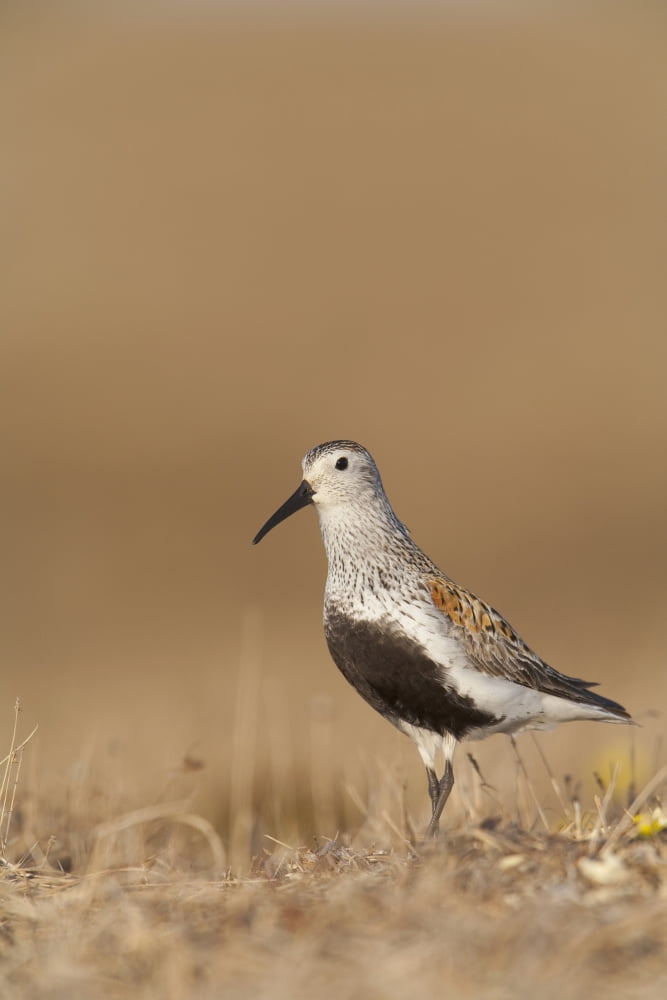 Posterazzi Dunlin Standing On Tundra Of Arctic Breeding Grounds Of The Arctic Coastal Plain National Petroleum Reserve Near Barrow Arctic Alaska Summer Canvas Art - Milo Burcham Design Pics (24 x 38)