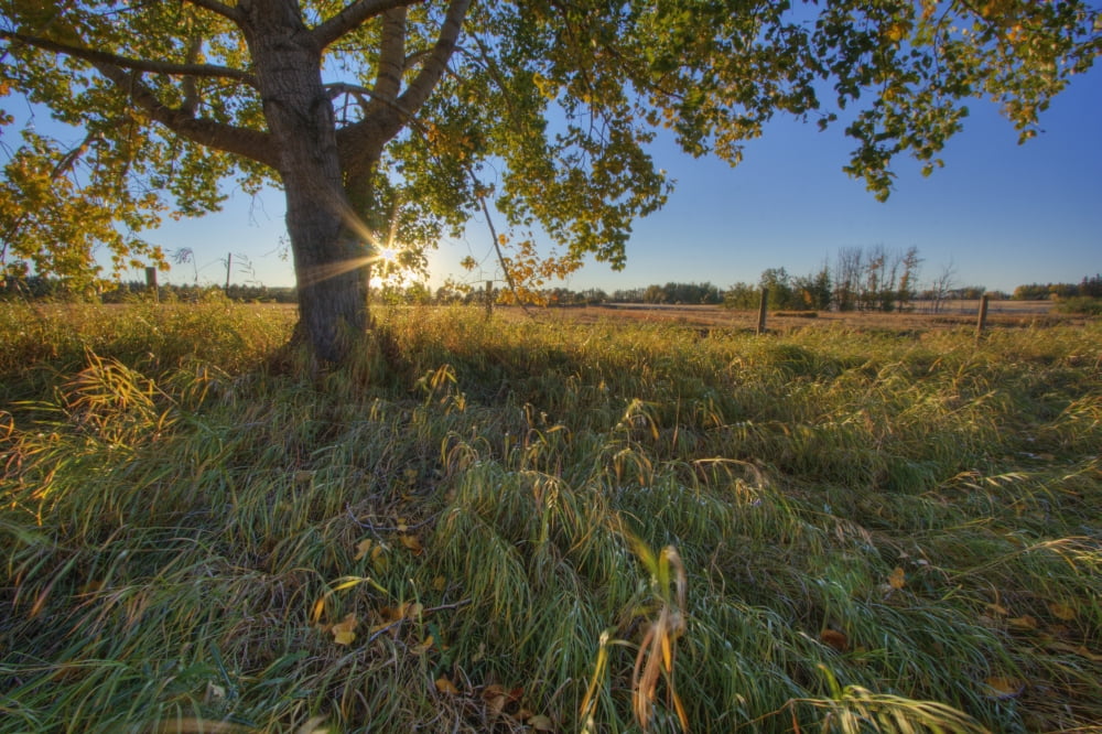 Posterazzi Early Evening Under An Old Poplar Tree North Of Edmonton Alberta Canvas Art - Dan Jurak Design Pics (34 x 22)