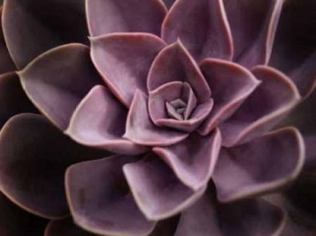 Posterazzi Echeveria I Canvas Art - Andrew Levine (18 x 24)