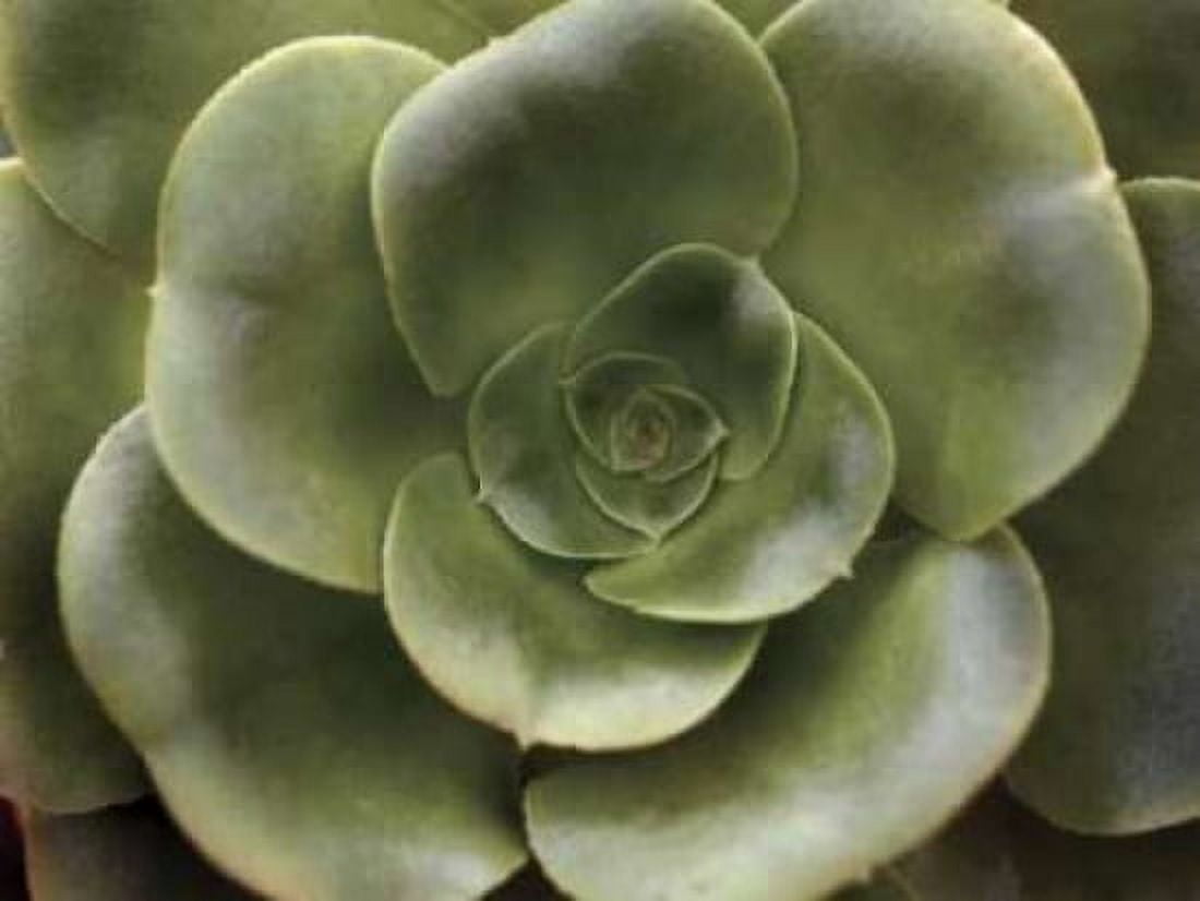 Posterazzi Echeveria II Canvas Art - Andrew Levine (18 x 24)