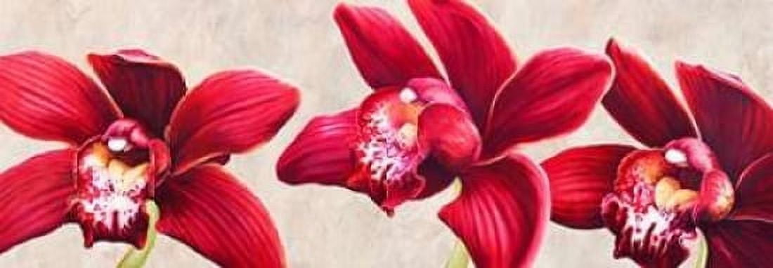 Posterazzi Eleganti orchidee Canvas Art - Luca Villa (10 x 20)