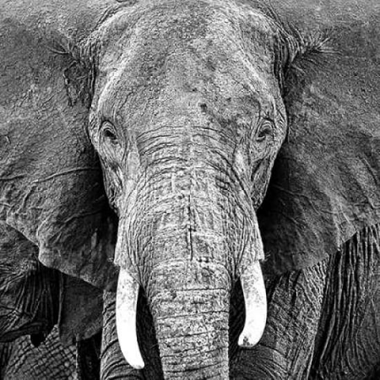 Posterazzi Elephant Canvas Art - PhotoINC Studio (24 x 24)