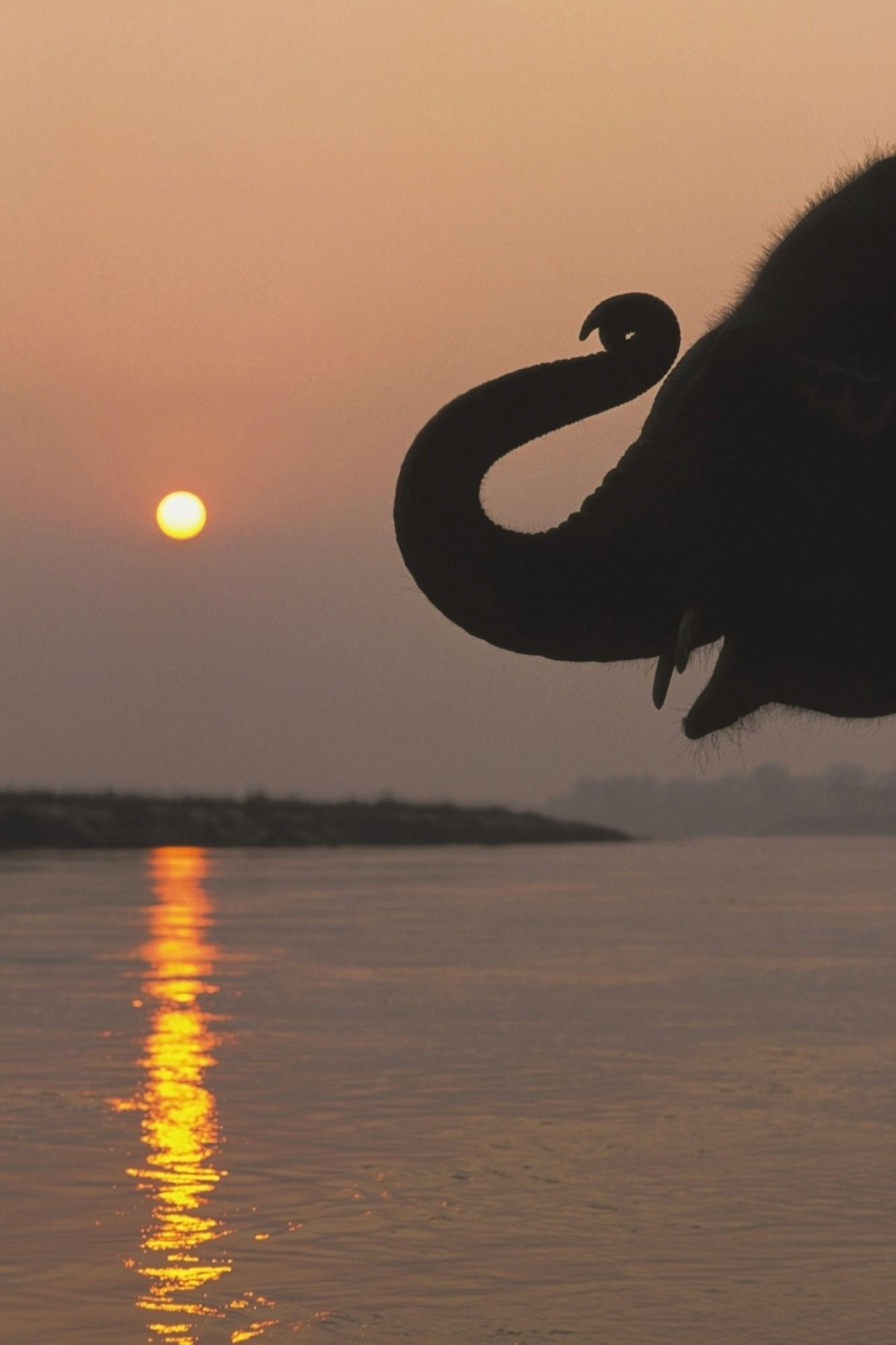 Posterazzi Elephant Chitwan National Park Nepal Canvas Art - Sean White Design Pics (24 x 38)