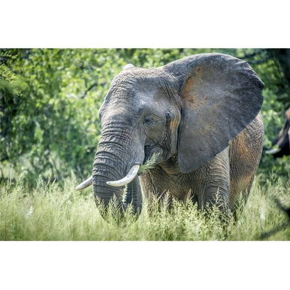 Posterazzi Elephant Elephantidae Feeding at Dinokeng Game Reserve - South Africa Poster Print - 19 x 12 in.