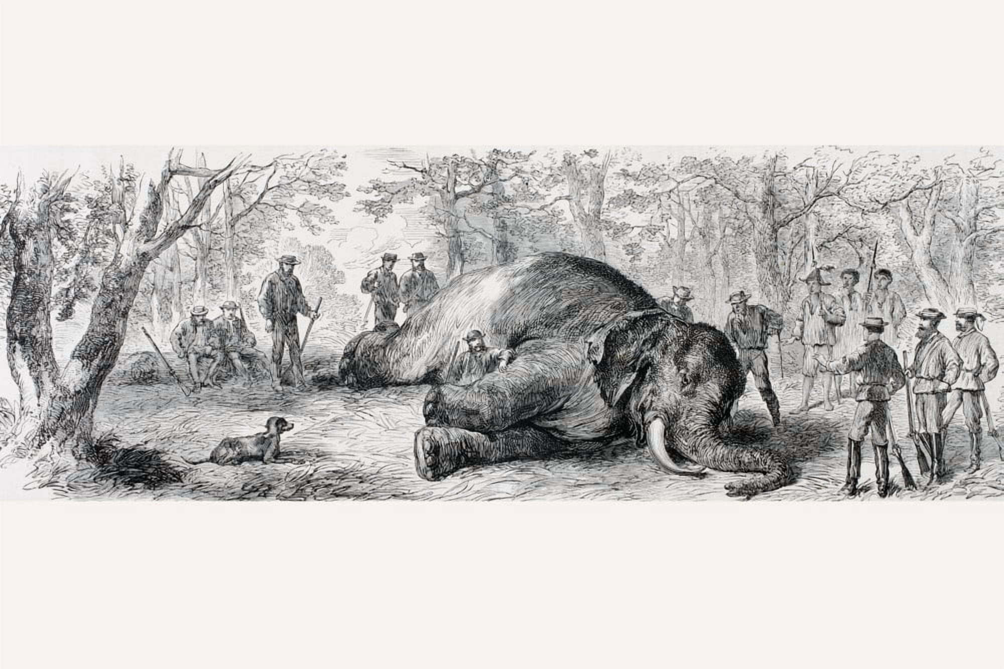 Posterazzi Elephant Hunting In Africa In The 1860s From Lunivers Illustre Published In Paris In 1868 Canvas Art - Ken Welsh  Design Pics (36 x 24)