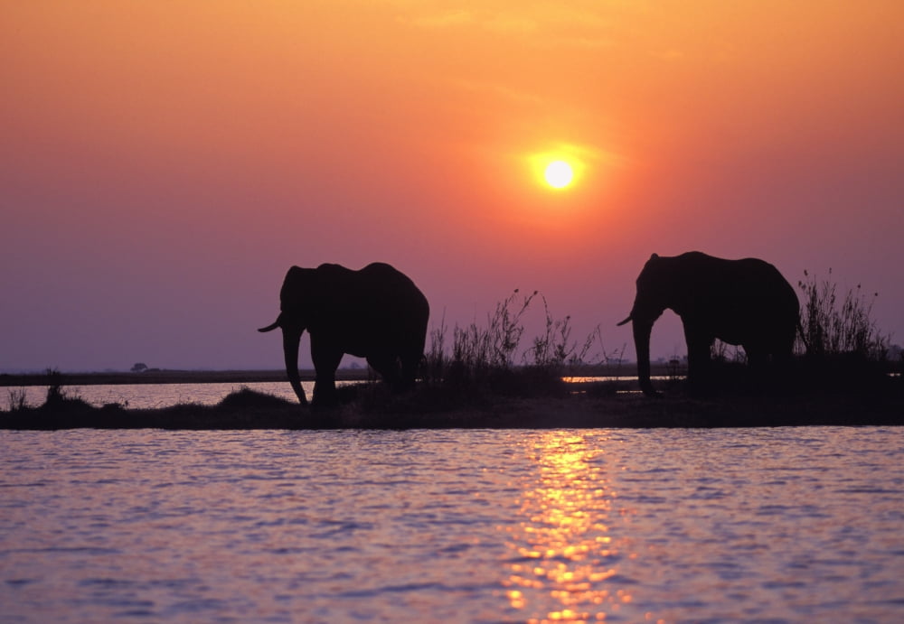 Posterazzi Elephant Silhouettes Canvas Art - John Pitcher Design Pics (34 x 22)