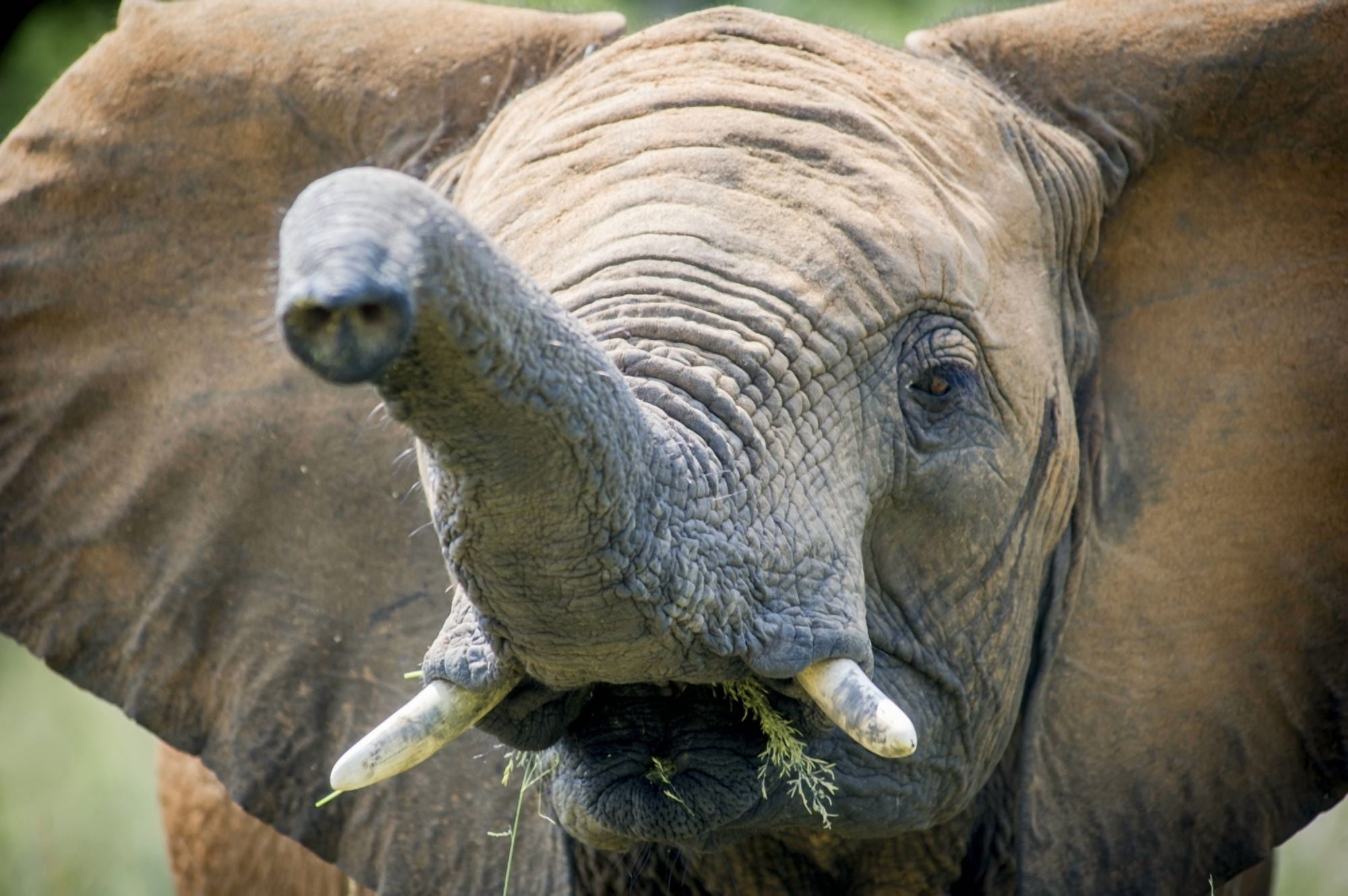 Posterazzi Elephant (elephantidae) feeding at Dinokeng Game Reserve South Africa Canvas Art - Remsberg Inc Design Pics (38 x 24)