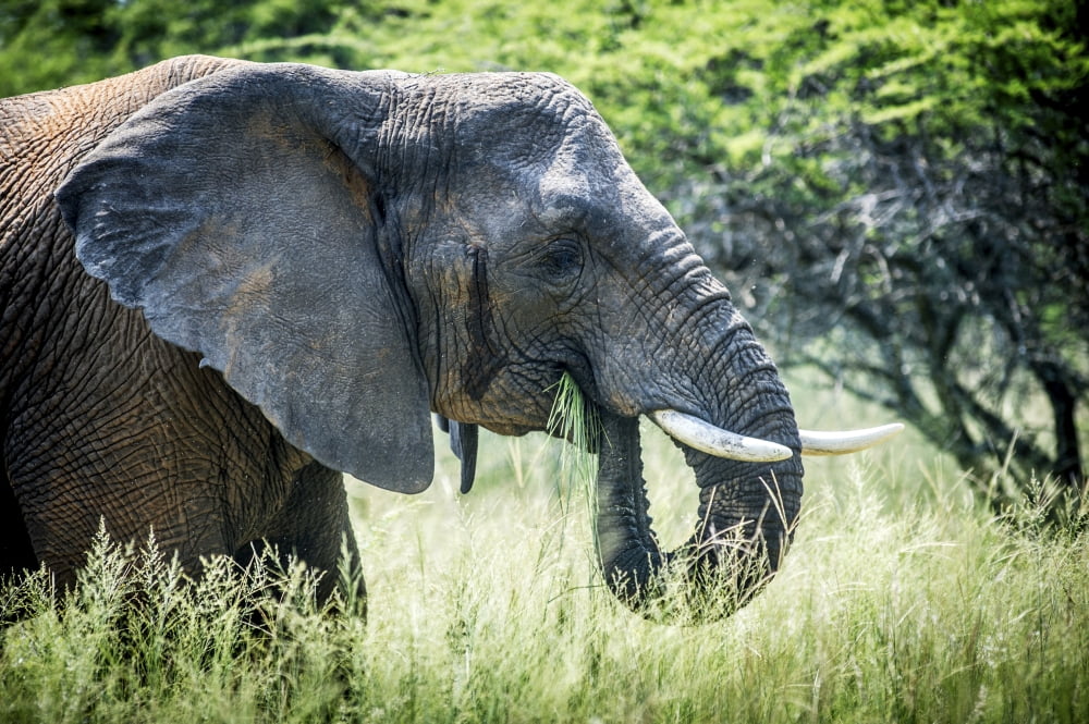 Posterazzi Elephant (elephantidae) feeding at Dinokeng Game Reserve South Africa Canvas Art - Remsberg Inc Design Pics (38 x 24)