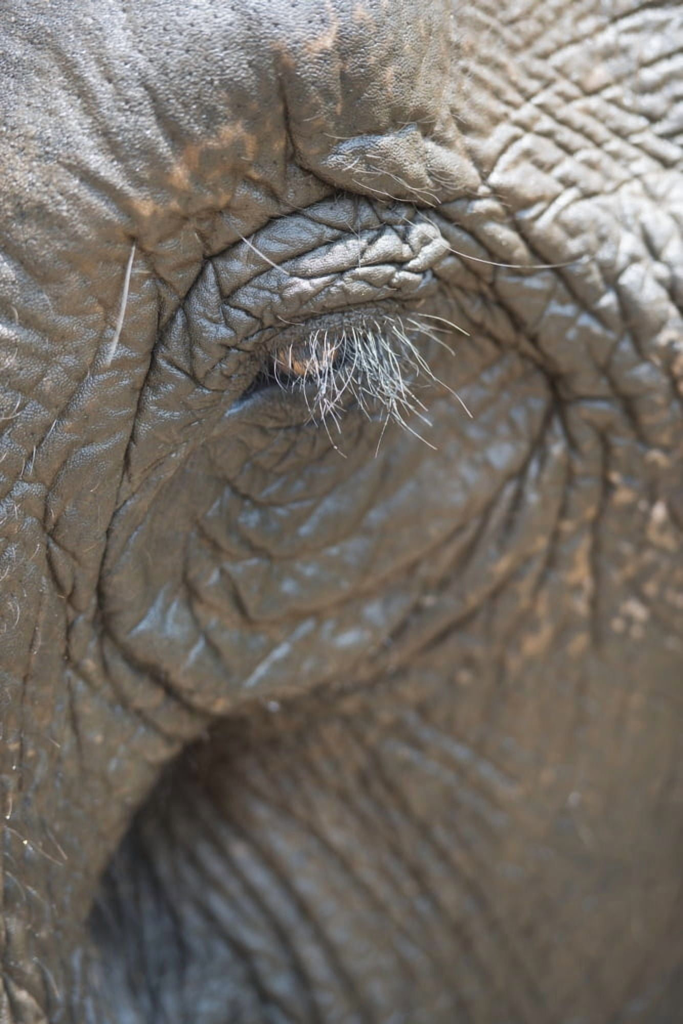 Posterazzi Elephant eye Chiang Mai Thailand Canvas Art - Stuart Corlett  Design Pics (24 x 38)