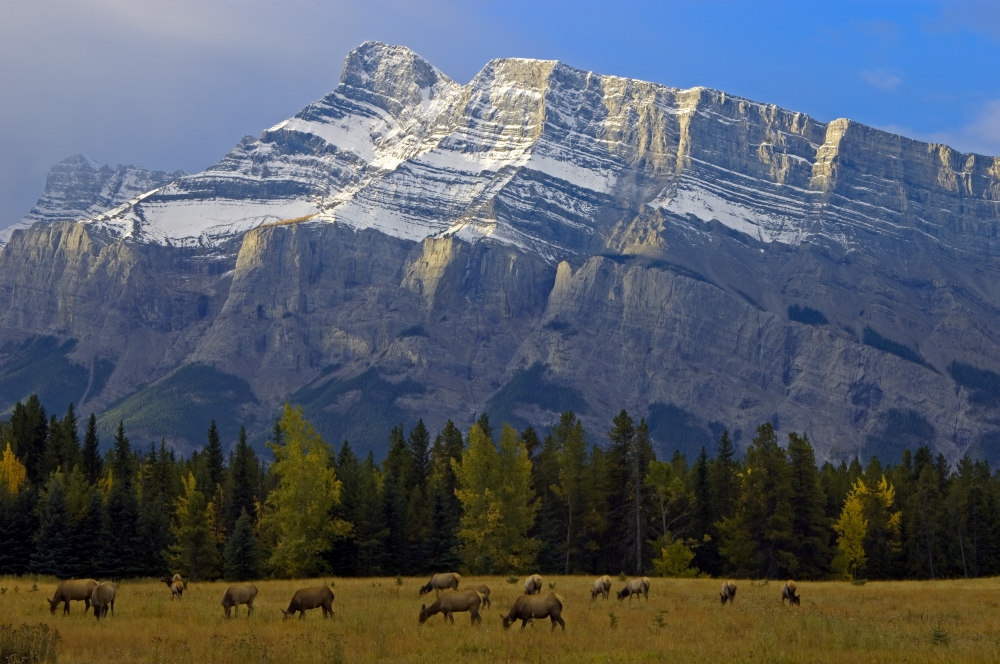 Posterazzi Elk In Meadow On Minnewanka Road With Mt Rundle In Background Banff National Park Alberta Canvas Art - Mike Grandmaison Design Pics (36 x 24)