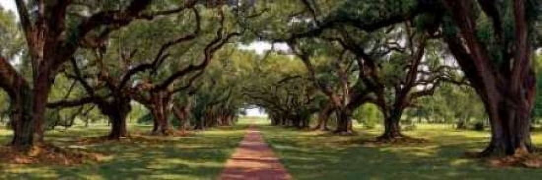 Posterazzi Enchanted Oaks Canvas Art - Mike Jones (12 x 36)