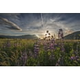 thumbnail image 1 of Posterazzi DPI12291233LARGE Evening Sun Shines Through Arctic Lupine Patch Along The Turnagain Arm South of Girdwood Southcentral Alaska. Poster Print by Carl Johnson, 38 x 24 - Large, 1 of 4