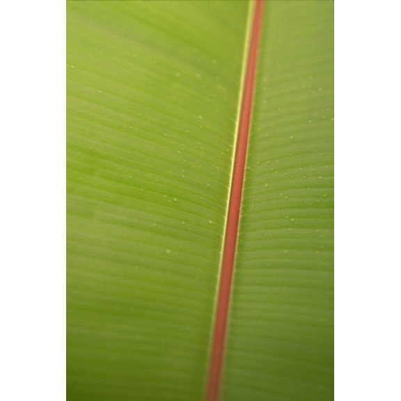 Posterazzi Extreme Close-Up Detail Of Banana Leaf Green With Red Stem Vein Texture Canvas Art - Dana Edmunds Design Pics (24 x 38)