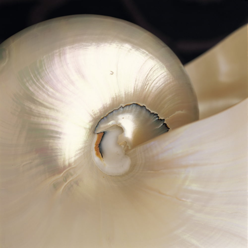 Posterazzi Extreme Close-Up Nautilus Shell Iridescent Color Texture Shiny Canvas Art - Carl Shaneff Design Pics (24 x 24)