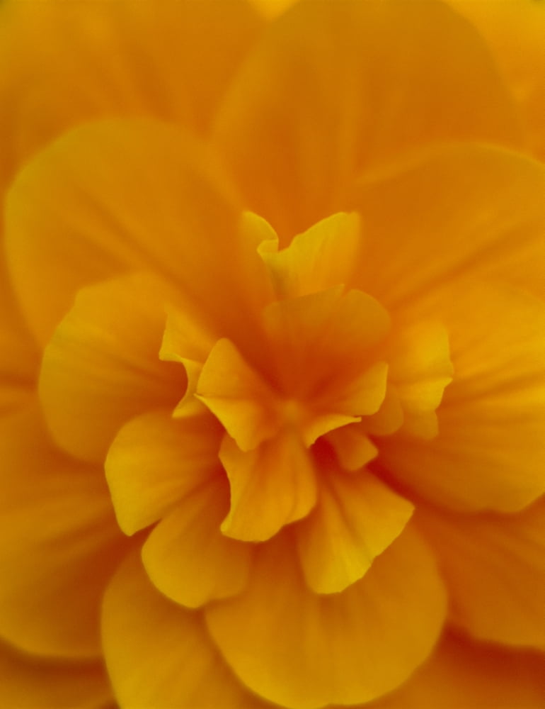 Posterazzi Extreme Close-Up Of Orange Begonia Blossom Soft Focus C1660 Canvas Art - Greg Vaughn Design Pics (26 x 34)