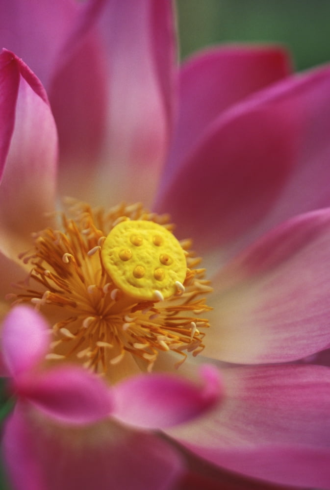 Posterazzi Extreme Close-Up Of Pink And White Lotus Blossom With Yellow Center Canvas Art - Kyle Rothenborg Design Pics (22 x 34)