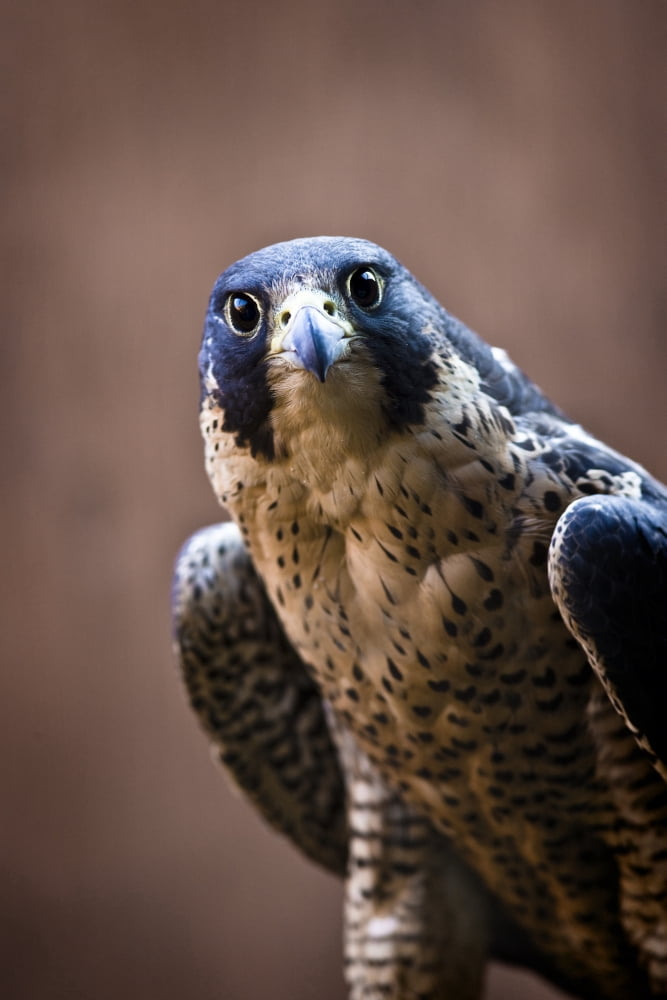 Posterazzi Falcon Canvas Art - Richard Wear Design Pics (24 x 36)