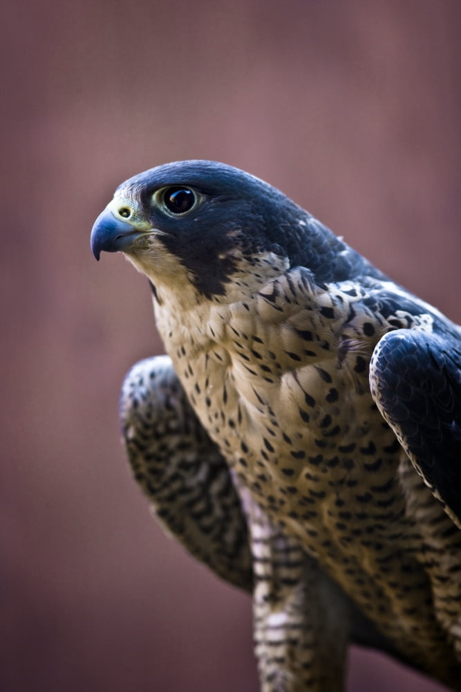 Posterazzi Falcon Canvas Art - Richard Wear  Design Pics (24 x 36)