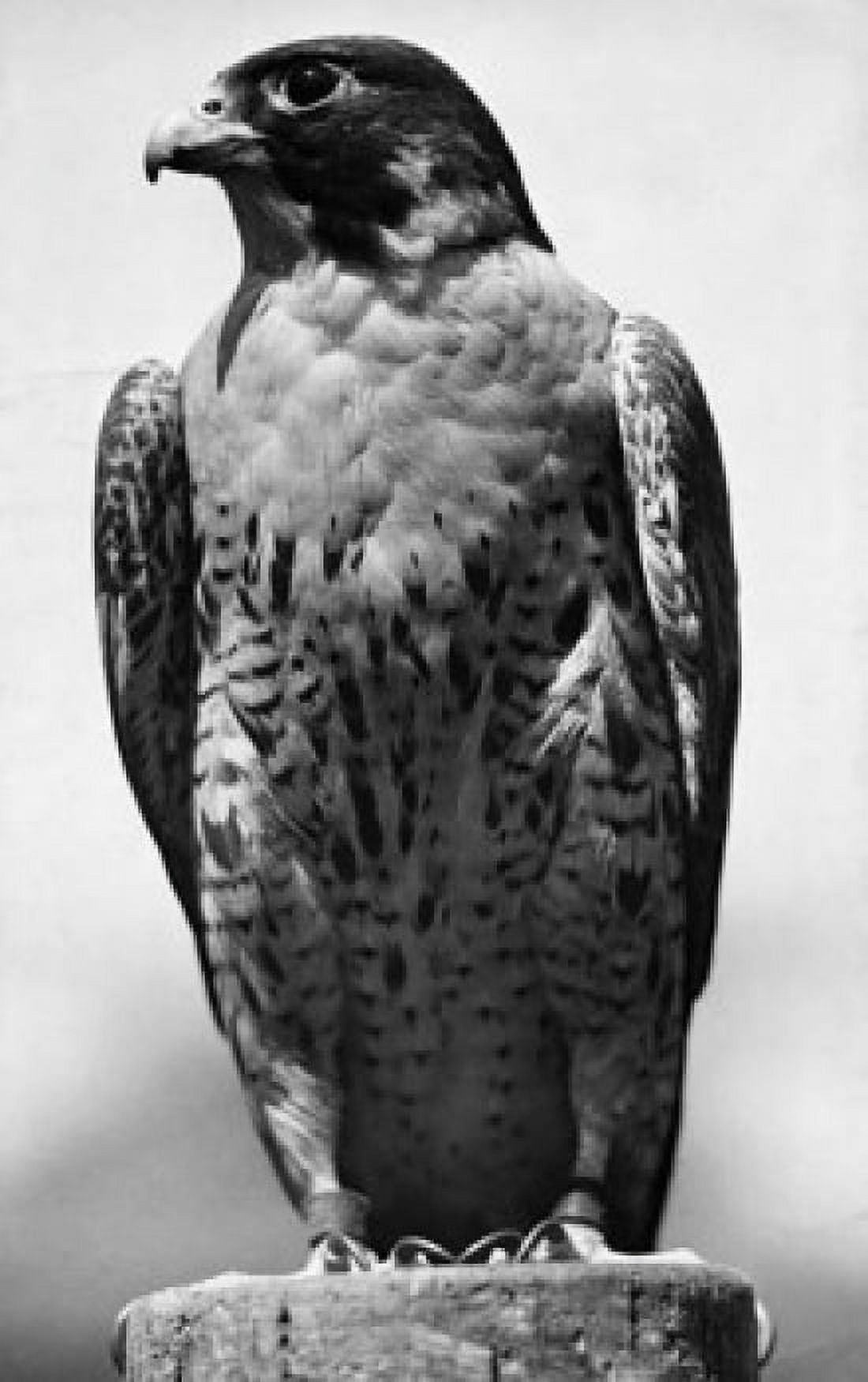Posterazzi Falcon perching on a tree stump Canvas Art - (24 x 36)