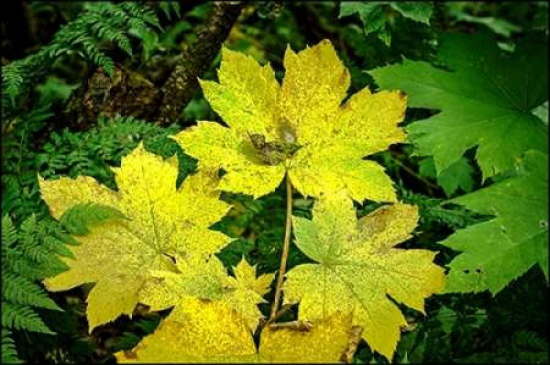 Posterazzi Fall Leaves Canvas Art - John Stalowy (24 x 36)