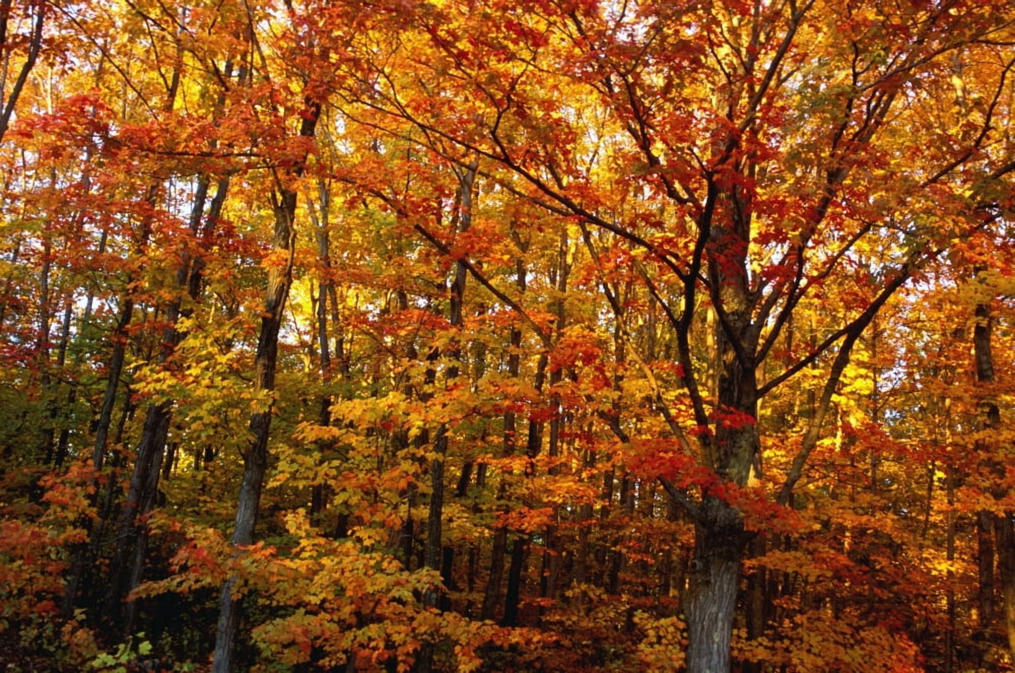 Posterazzi Fall Leaves On Trees Canvas Art - David Chapman Design Pics (34 x 22)