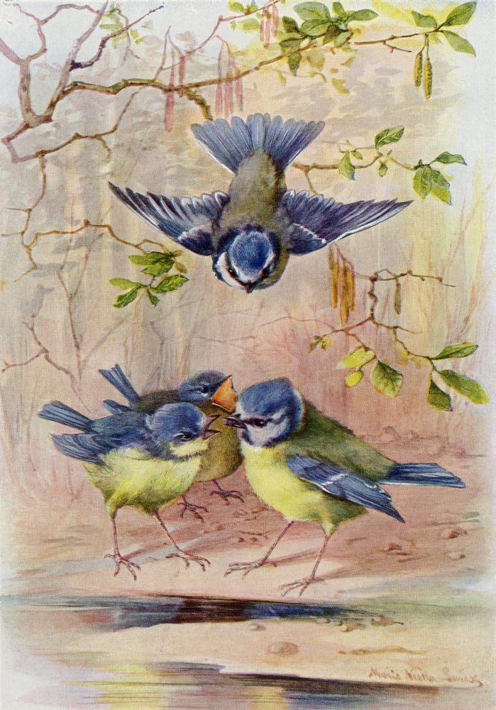 Posterazzi A Family Of Blue Tits After A Watercolour By Marie Nestler-Laux From Die Gartenlaube Published 1905 Canvas Art - Ken Welsh Design Pics (24 x 34)