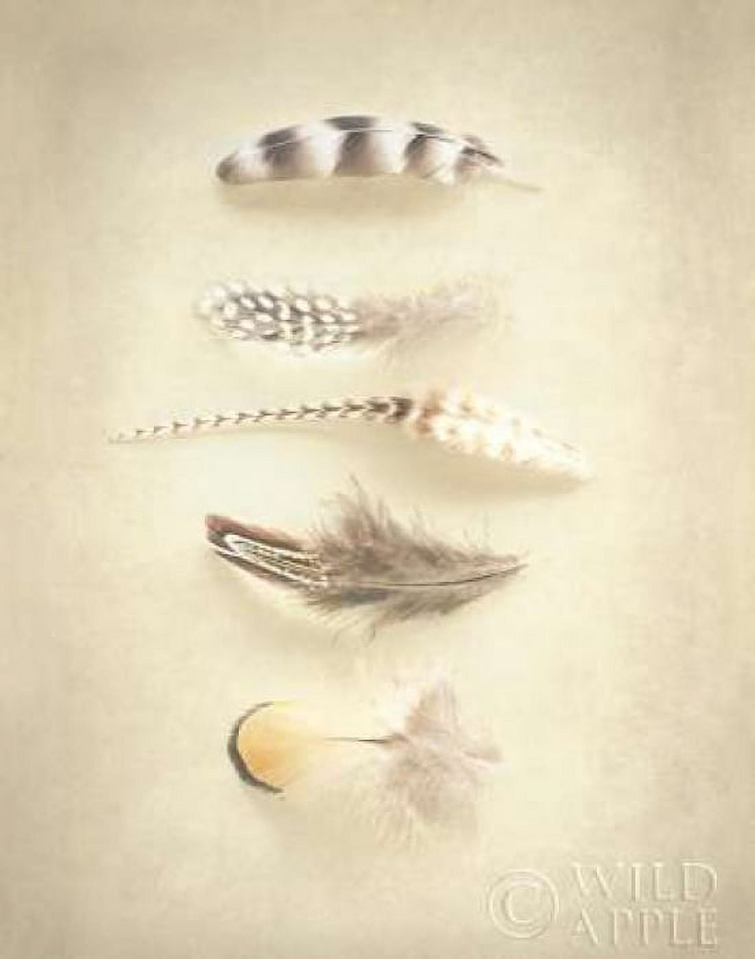 Posterazzi Feathers III Canvas Art - Elizabeth Urquhart (22 x 28)