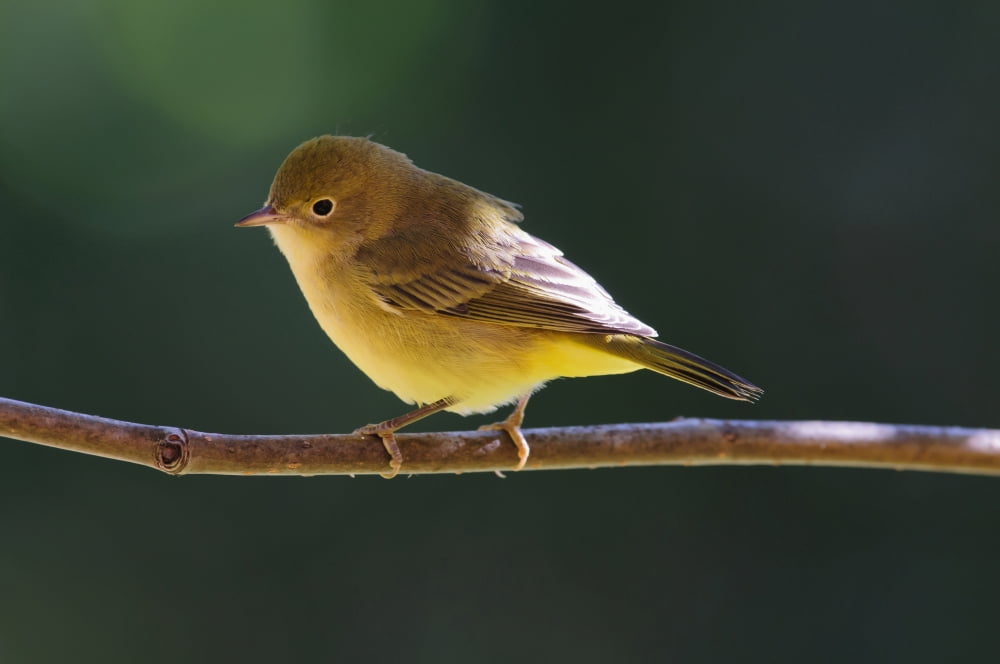 Posterazzi Female Wilsons Warbler (Wilsonia Pusilla) Perched On Mountain Ash Branch Fairbanks Alaska Summer Canvas Art - Kenneth Whitten  Design Pics (38 x 24)