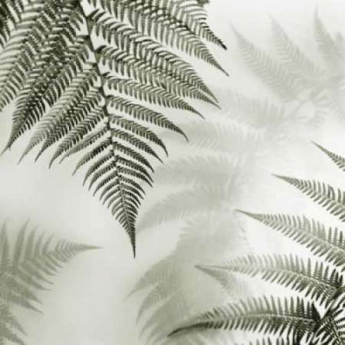 Posterazzi Ferns No 1 Canvas Art - Alan Blaustein (24 x 24)
