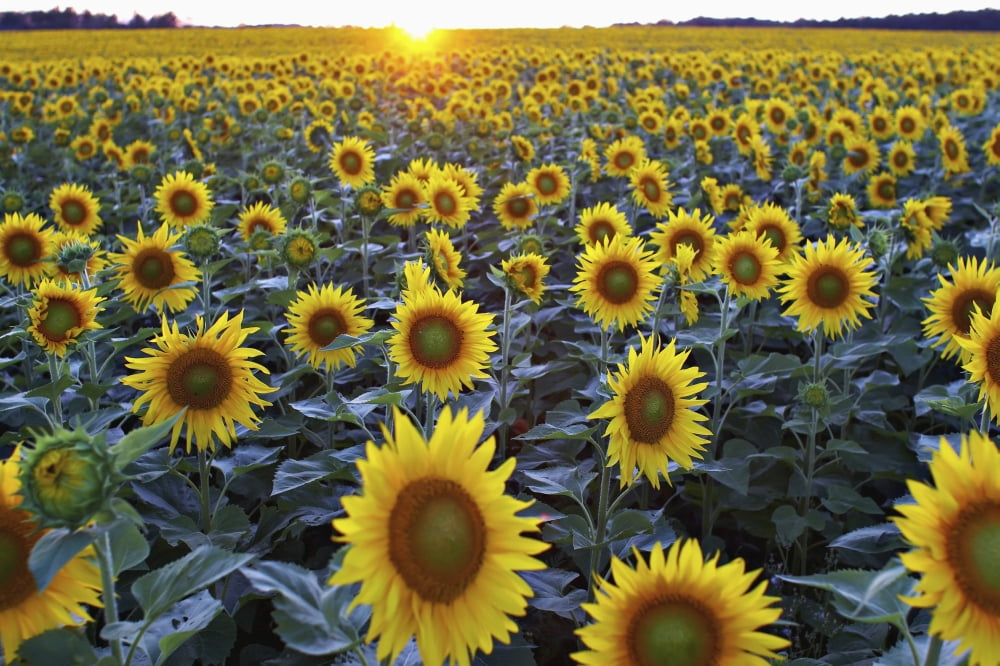 Posterazzi Field Of Sunflowers Canvas Art - Ian Taylor Design Pics (34 x 22)