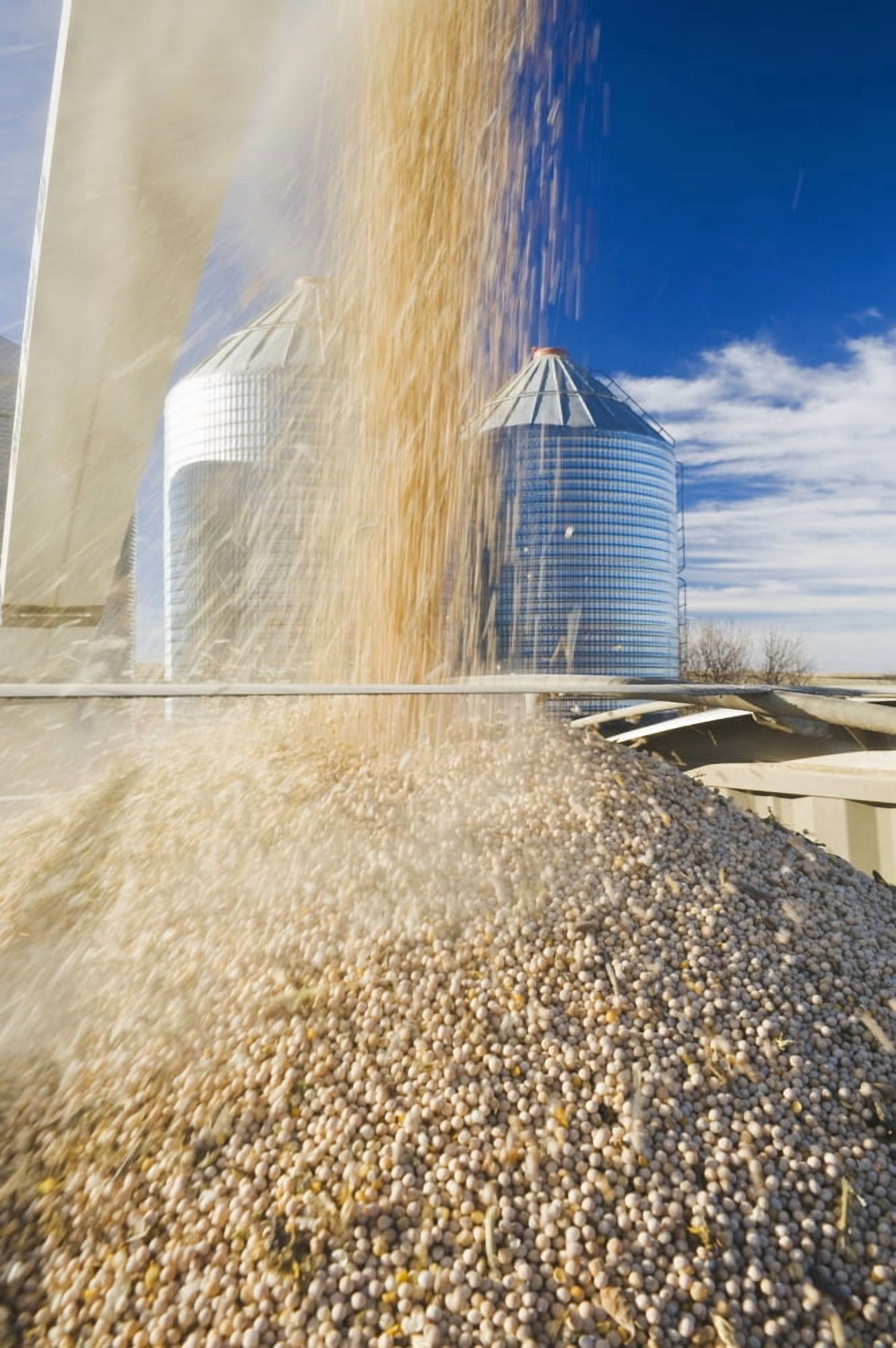 Posterazzi Field Peas Being Augered Into A Farm Truck For Shipping Ponteix Saskatchewan Canada Canvas Art - Dave Reede Design Pics (24 x 36)