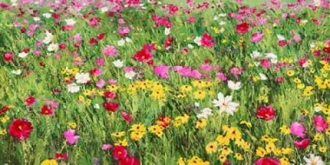 Posterazzi Field of Flowers Canvas Art - Silvia Mei (10 x 20)