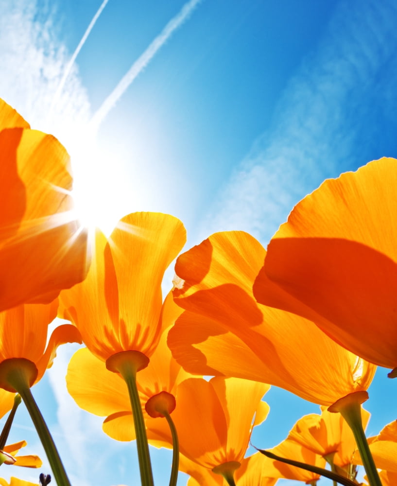 Posterazzi Field of Flowers with Blue Sky Macro View Canvas Art - Design Pics Vibe Design Pics (24 x 30)