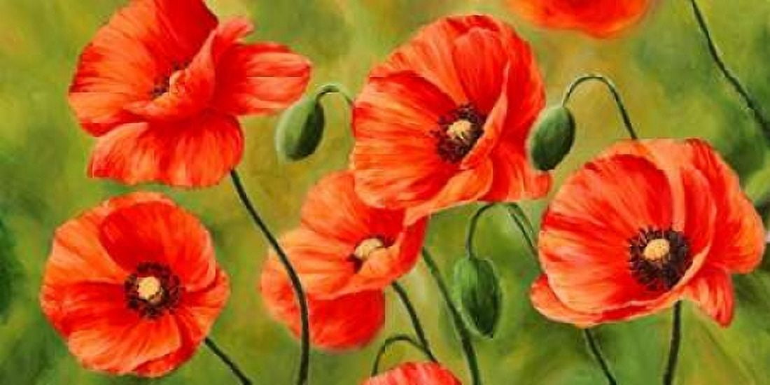 Posterazzi Field of Poppies Canvas Art - Luca Villa (24 x 48)