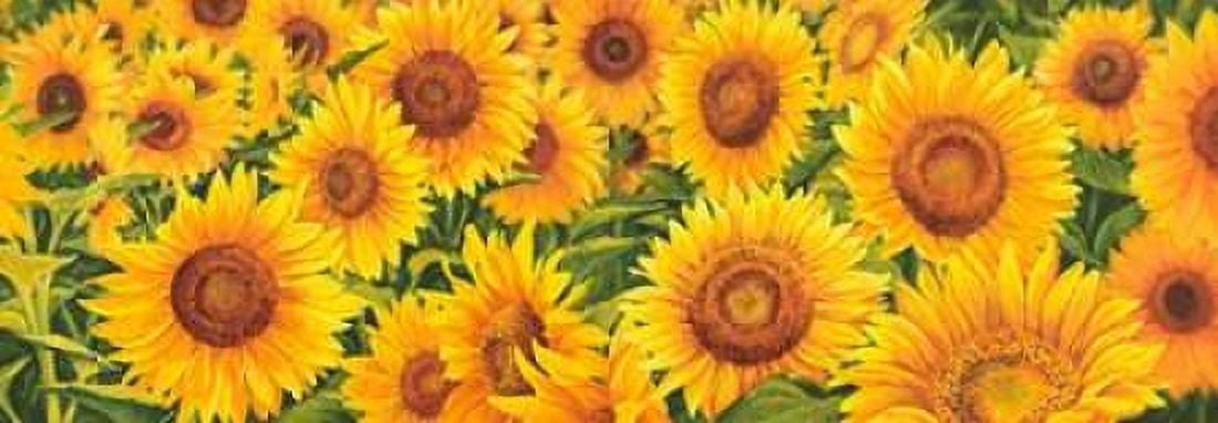 Posterazzi Field of Sunflowers Canvas Art - Luca Villa (24 x 48)