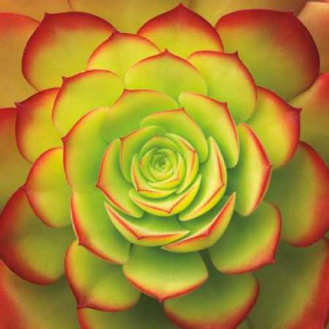 Posterazzi Fiery Succulent Canvas Art - Jan Bell (24 x 24)