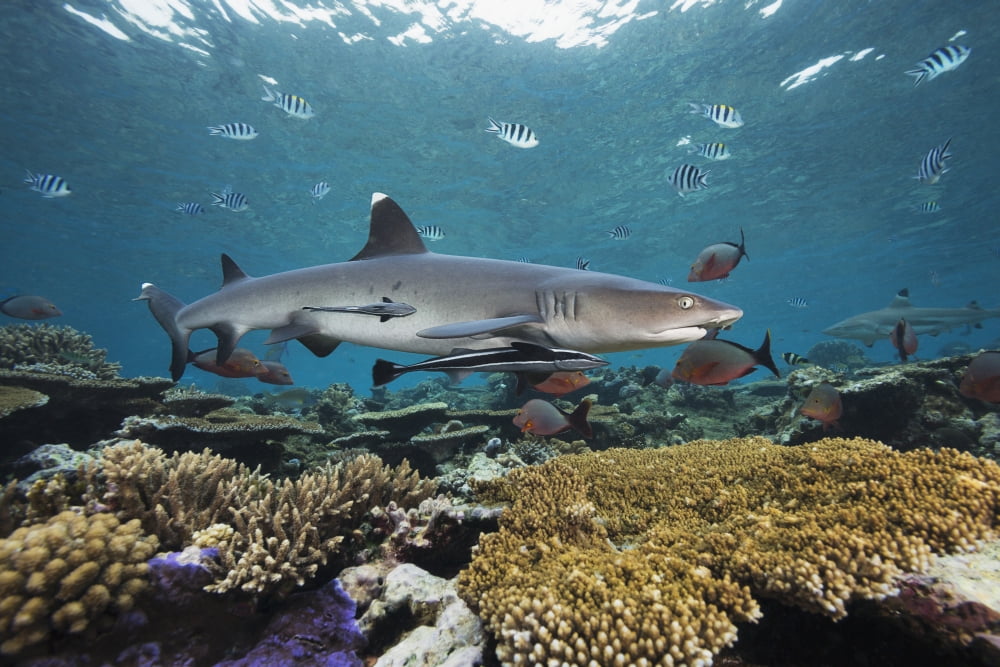 Posterazzi Fiji Beqa Lagoon Whitetip Reef Shark (Triaenodon Obesus) Canvas Art - Dave Fleetham Design Pics (38 x 24)