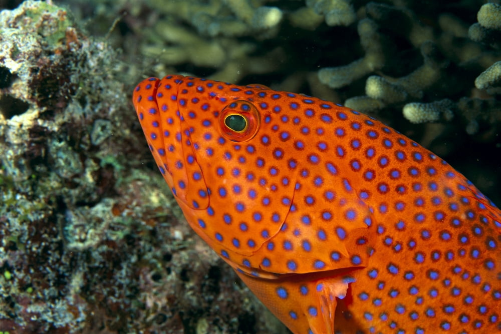 Posterazzi Fiji Close-Up Of Coral Grouper (Cephalopholis Miniata) Head Canvas Art - Dave Fleetham Design Pics (38 x 24)