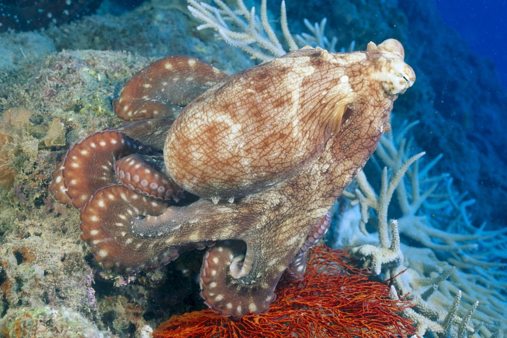 Posterazzi Fiji Day Octopus (Octopus Cyanea) Close-Up Curled Up Sitting On Coral Canvas Art - Dave Fleetham Design Pics (38 x 24)