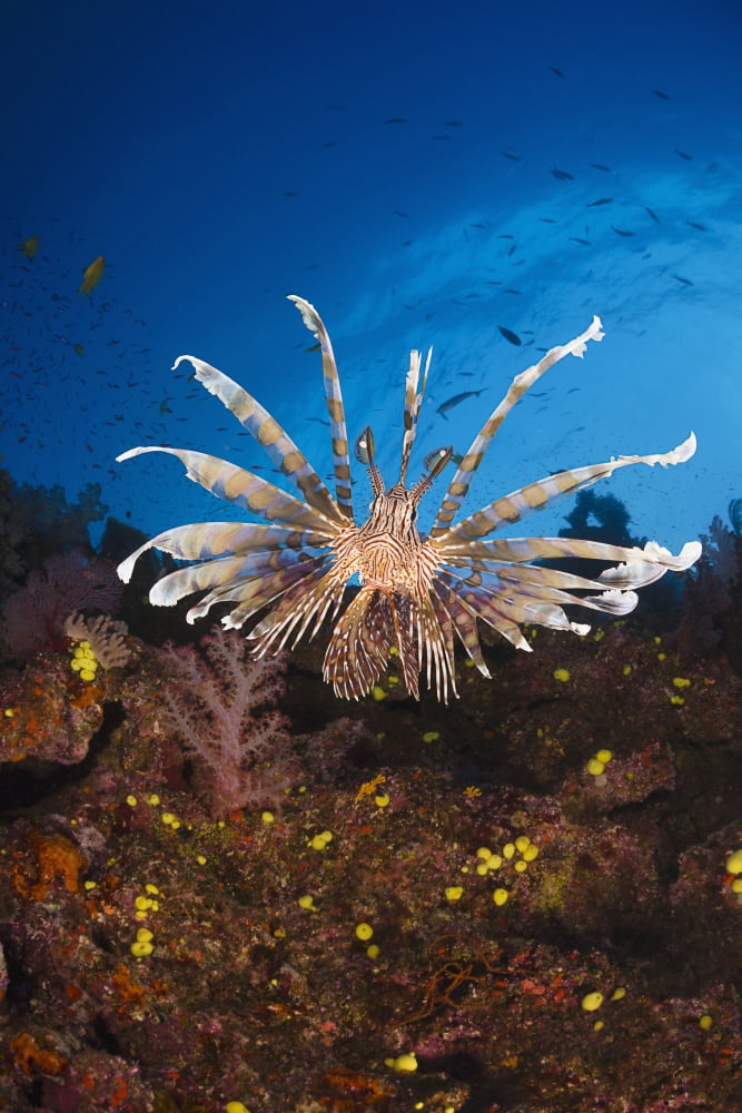 Posterazzi Fiji Lionfish (Pterois Volitans) Canvas Art - Dave Fleetham Design Pics (24 x 38)
