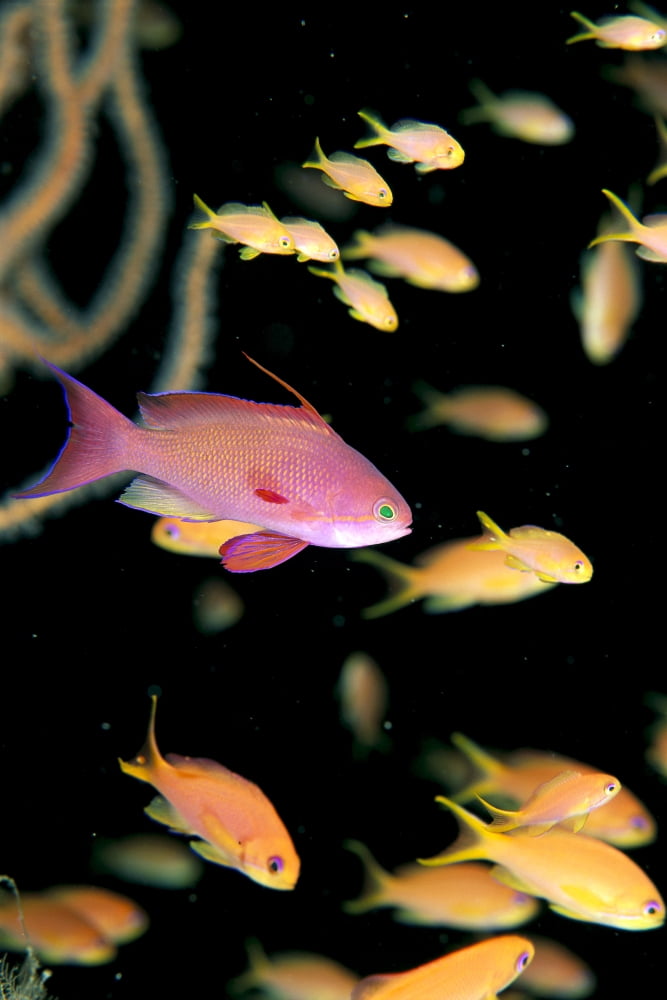 Posterazzi Fiji One Male And Many Female Lyretail Anthias (Pseudanthias Squammipinnis) Canvas Art - Dave Fleetham Design Pics (24 x 38)