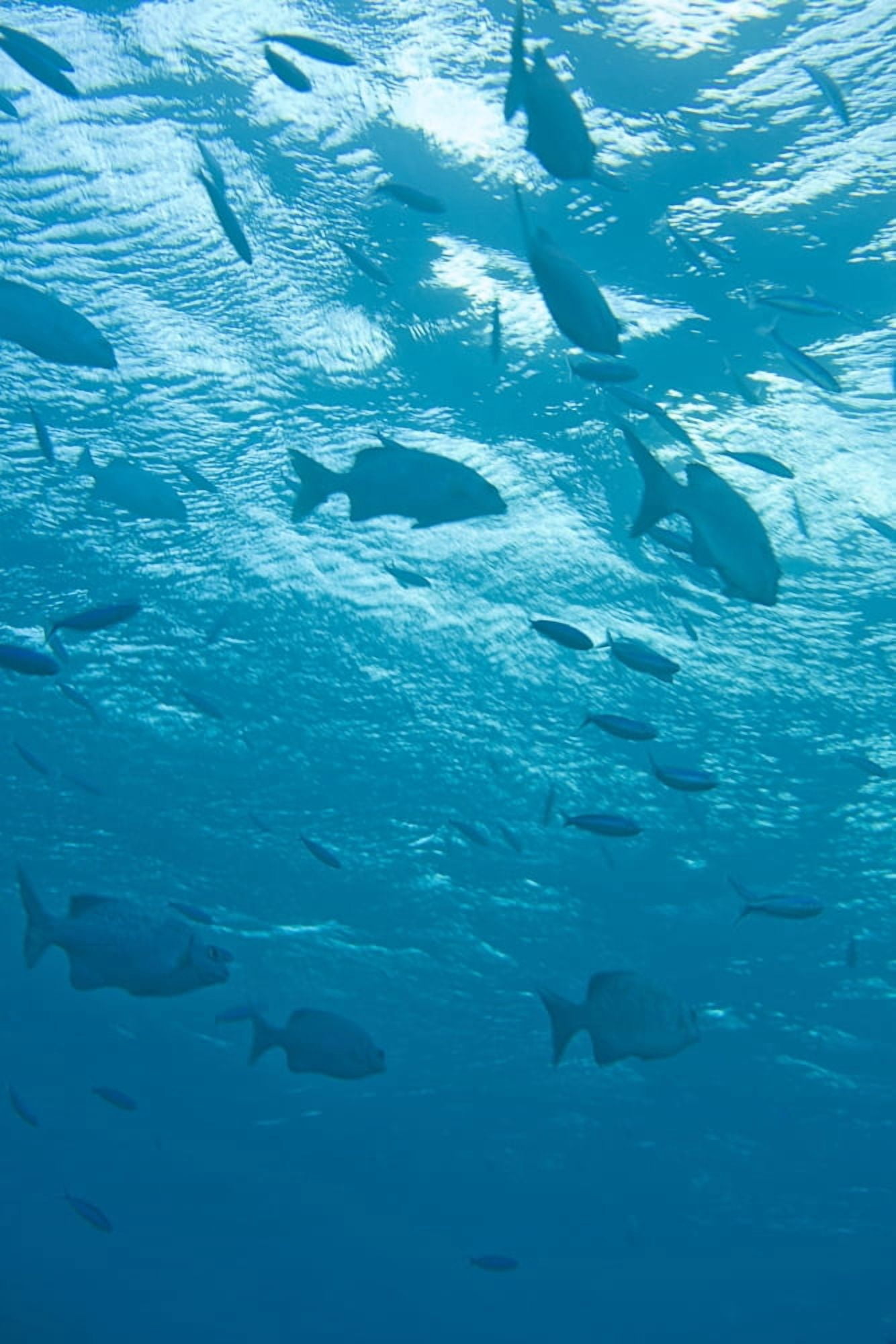 Posterazzi Fish Underwater Canvas Art - Stuart Westmorland Design Pics (24 x 36)